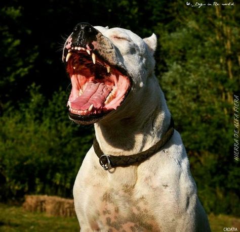 Dogo Dog Argentino, Dogo Argentino Dog, Friendly Dog Breeds, Mastiff Breeds, Scary Dogs, Bully Dog, Most Beautiful Cat Breeds, Pitbull Puppies, Guard Dogs