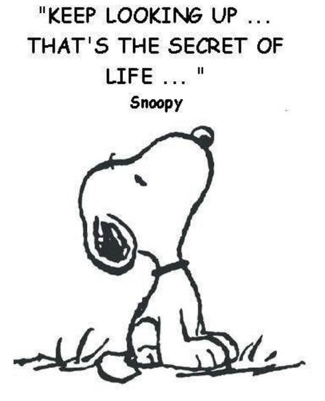 The Secret Of Life, Charlie Brown Quotes, Secret Of Life, Keep Looking Up, Life Is Too Short Quotes, Snoopy Funny, Snoopy Images, Look Up Quotes, Snoopy Quotes