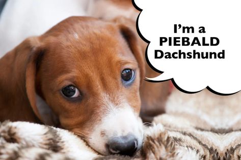 What Is A Piebald Dachshund? - I Love Dachshunds Piebald Dachshund, Dachshund Breed, Dog Behaviorist, Dapple Dachshund, Heads And Tails, White Patches, Dachshund Puppies, American Kennel Club, Dark Eyes