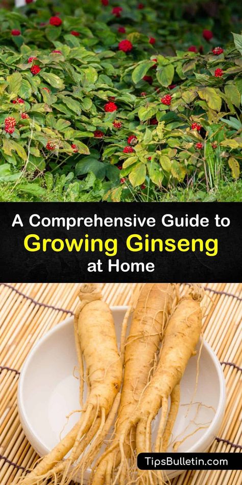 Wild Ginseng Plant, Ginseng Recipes, Ginseng Tincture, Growing Ginseng, Spice Plants, Neem Benefits, Ginseng Benefits, Native American Herbs, Ginseng Plant