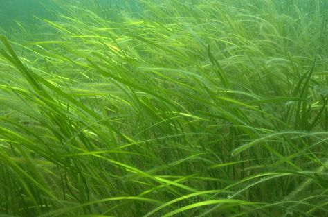 Water Grass, Healing Waters, Pond Plants, Ancient Forest, Believe In Magic, Underwater Photography, Nature Aesthetic, Nature Animals, Green Aesthetic