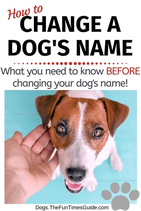 Here's how to rename a dog and what you need to do first — BEFORE calling your dog by a new name. See when it makes the most sense to change a dog's name, when you shouldn't change a dog's name. Plus, the steps you should go through to change your dog's name AND how to get your dog to learn its new name! #dognames #newdog #dogowner #dogownertips #dogmom #rescuedog #dogrescue #dogadoption #dogadvice Best Puppy Names, Dog Commands, Dog Advice, Dog Behavior Problems, Dogs Name, Dog Tips, Puppy Names, Dog Projects, Dog Hacks