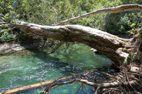 Kolam Koi, Fallen Tree, Tree Roots, Warrior Cats, Big Sur, Nature Aesthetic, Autumn Trees, Fantasy Landscape, Tree Painting