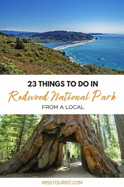 From hikes to waterfalls, these local recommendations will help you find the best things to do in Redwood National Park! Red Wood Forest, Lost Coast Trail, Redwoods National Park, Red Woods, Humboldt Redwoods State Park, Oregon Trip, Redwood National Park, Travel Bucket List Usa, Rv Hacks