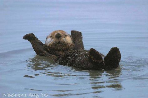 Happy Otter, Biological Diversity, Life On Earth, Sea Otter, Take Action, On Earth, The Sea, Fishing, Water