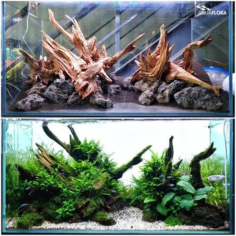 Spider Wood Aquascape, Concave Aquascape, Aquascape Design Natural, Hardscape Aquarium, Aquarium Hardscape, Axolotl Tank, Discus Aquarium, Fish Tank Themes, Aquarium Rocks