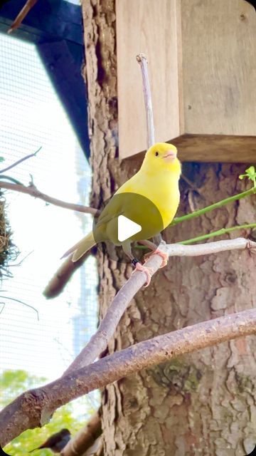 Tropical Aviary, Aviary Birds, Canary Singing, Bird Singing, Bird Sounds, Singing Birds, Canary Birds, Birds Singing, Song Birds