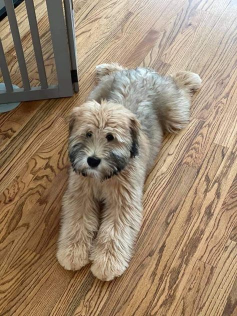 Soft Wheaten Terrier, Soft Coat Wheaten Terrier, Aussiedoodle Haircut, Briard Dog, Wheaton Terrier, Dog Day Afternoon, Dog Mommy, Really Cute Puppies, Soft Coated Wheaten Terrier