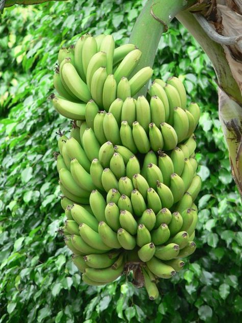 bananaas Plantain Tree, Benefits Of Eating Bananas, Como Plantar Pitaya, Keep Bananas Fresh, Cooking Bananas, Banana Pie, Thanh Long, Eating Bananas, Fried Bananas