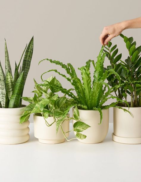 The Sill Medium Plants for Beginners: Monthly Subscription Indoor Gardening Supplies, Plants For Beginners, House Plant Pots, Winter Plants, Potted Houseplants, Easy Care Plants, Low Light Plants, Houseplants Indoor, Pot Plant