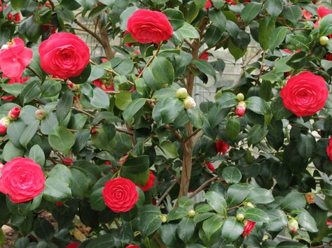 Camellia japonica – Japanese Camellia, Rose of Winter → Plant profile and more photos at: http://worldoffloweringplants.com/camellia-japonica-japanese-camellia-rose-winter/ Camellia Tree, Flowering Bonsai Tree, Camellia Japonica, Camellia Plant, Growing Bulbs, Bonsai Flower, Winter Plants, Tree Seeds, Bonsai Garden