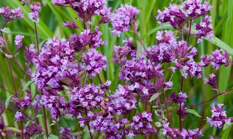 Nectar-rich flowers particularly for butterflies Oregano Flowers, Alys Fowler, Still Alice, Love Butterflies, Olympic Park, Bee Friendly, Gardening Advice, Garden Tips, Native Plants