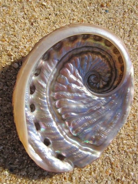 Fibonacci sequence in an abalone shell Spirals In Nature, Furniture Concept, No Ordinary Girl, Foto Macro, Creature Marine, Fibonacci Sequence, Fibonacci Spiral, She Sells Seashells, Shell Art