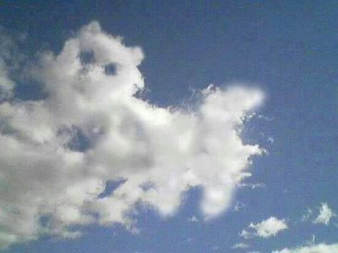 Clouds: Cumulus Clouds forming the shape of a cat. Cat And Cloud, Angel Clouds, Cloud Art, Cloud Shapes, White Clouds, Sky And Clouds, Natural Phenomena, Beautiful Sky, Amazing Nature