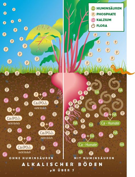 Coal Formation, Acid And Alkaline, Humic Acid, Fulvic Acid, Acid Base, Molecular Structure, Growing Tips, Sandy Soil, Root System