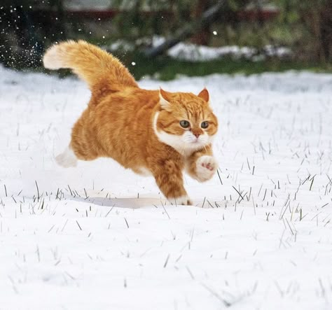 Cat Running, Cat Poses, Cat Anatomy, Cat Run, Cat References, Cat Reference, Cat Pose, Animal Reference, Animal References