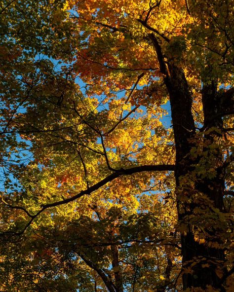 Autumn in the Catskills, 10.16.24 - - - - - - #autumn #autumnvibes🍁 #landscape #landscapephotography #catskills #hudsonvalley #fall #fallvibes #iloveny #fallcolors #mountains #landscape_lovers #valley #ny #upstateny #iloveny #photooftheday #beautiful #naturephotography #travel #autumnmood #instagood #nature #trees #hudsonvalleymagazine #newyork #colors #take_magazine #stademagazine Catskills Ny, The Catskills, Mountains Landscape, E Magazine, I Love Ny, Upstate Ny, Hudson Valley, Fall Vibes, Fall Colors