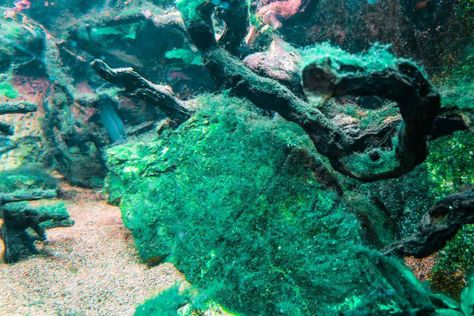 How to Get Rid of Blue-Green Algae in Aquariums - Aquarium Co-Op Underwater Algae, Chinese Algae Eater, Macro Algae Tank, Aquatic Design, Pond Algae, Blue Algae, Aquarium Algae, Alien Stuff, Tropical Fish Tanks