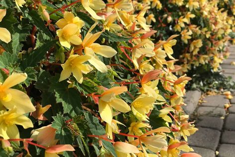 9 Best Types Of Trailing Begonias + The Complete Care Guide Begonia Varieties, Begonia Boliviensis, Organic Pesticide, Acid Loving Plants, Patio Pots, Flowers Bloom, Potting Soil, Large Flowers, How To Take