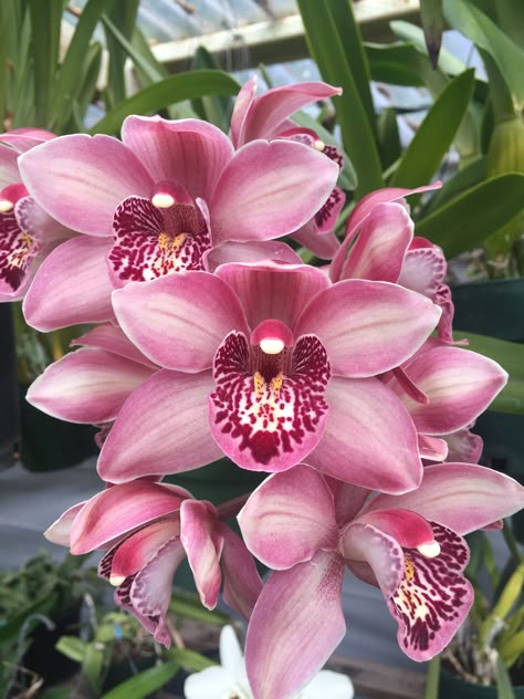 Boat Orchid, Cymbidium Orchid, Orchid Photo, Types Of Orchids, Rare Orchids, Orchid Plant, Growing Orchids, Exotic Orchids, Orchids Garden