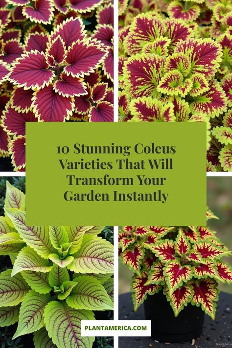 10 Stunning Coleus Varieties That Will Transform Your Garden Instantly Coleus Planter Ideas, Coleus Landscaping, Coleus Containers, Caladium Garden, Coleus Varieties, Coleus Plant, Coleus Plants, Citrus Cocktails, Spring Planting