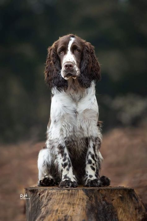 Sprinter Spaniel, French Spaniel, English Springer Spaniel Puppy, Dog Types, American Water Spaniel, Dogs Photography, Fit Dogs, Springer Spaniel Puppies, Welsh Springer Spaniel