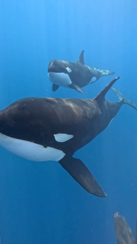 Luis Miguel Gutierrez Bringas | Eye contact like this with them absorbs my attention and distorts my perception of time 🖤🤍. . .Contacto visual como esto con ellas absorbe... | Instagram Orcas Photography, Orca Whales Aesthetic, Marine Photography, Cool Sea Creatures, Oceanography Marine Biology, Orca Breaching, Orca Hybrids, Orca Underwater Photography, Orca Whales