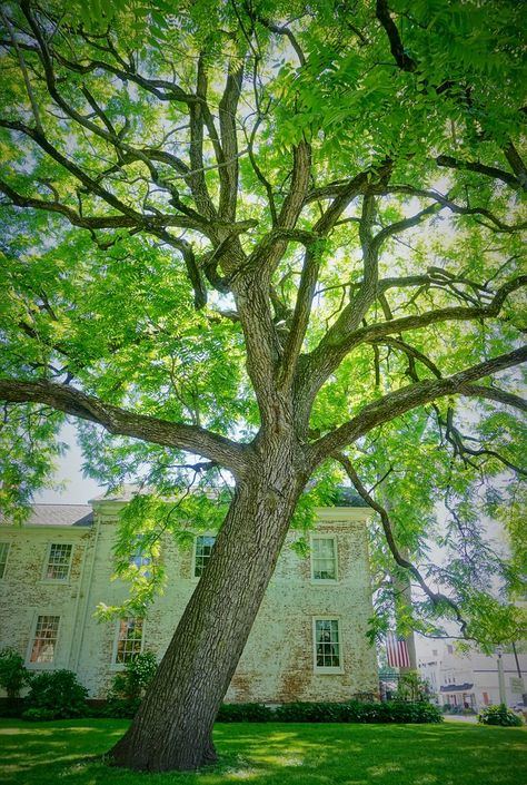 Ecological Restoration, Garden Palette, Juglans Nigra, Amazing Insects, Black Walnut Tree, Property Ideas, Goth Garden, California Native Plants, Walnut Tree