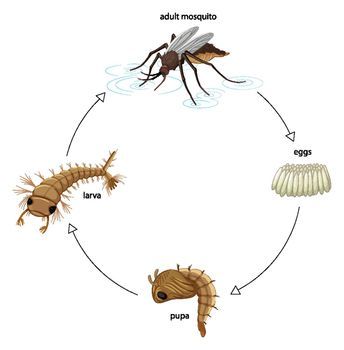 Life Cycle Of A Mosquito, Mosquito Life Cycle, Adobe Illustrator Portrait, Illustrator Portrait, Portrait Illustration, Life Cycle, Life Cycles, Adobe Illustrator, White Background