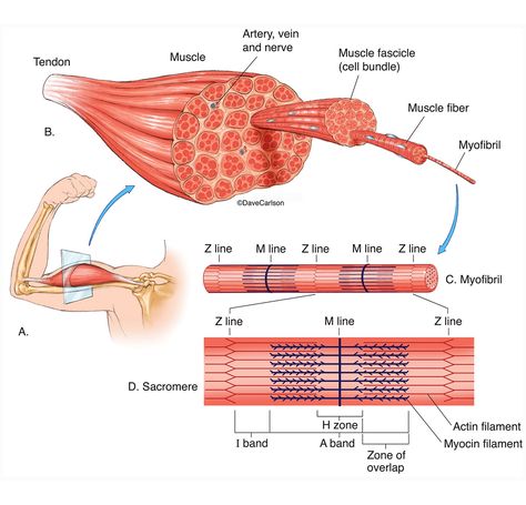 Muscle Notes, Muscle Cells Anatomy, Muscular Tissue Notes, Muscle Tissue Anatomy, Muscle Structure Anatomy, Muscular System Diagram, The Muscular System Anatomy, Muscular System Labeled, Human Muscular System