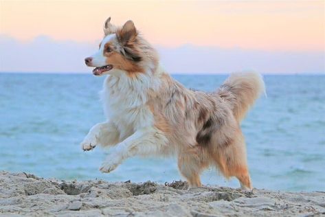 Australian Shepherd Merle, Red Merle Mini Australian Shepherd, Australian Shepherd Blue Merle Tan Point, Red Australian Shepherd, Australian Shepherd Merle Blue, Australian Shepherd Colors, Aussie Blue Merle, Red Merle Australian Shepherd, Merle Australian Shepherd