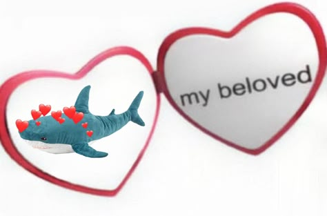 I Heart Sharks Pfp, I Heart Sharks, I Love Sharks Pfp, Shark Reaction Pic, Shark Profile Picture, Silly Shark Pfp, Blahaj Pfp, Trans Shark, Shark Wallpaper Laptop