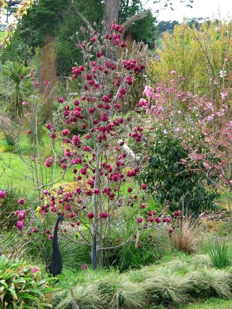 Magnolia ‘Genie’ - PlantHaven International Magnolia Soulangeana, Spanish Bluebells, Magnolia Tree, Cottage Farm, Specimen Trees, Magnolia Trees, How To Attract Birds, Traditional Garden, Garden Oasis