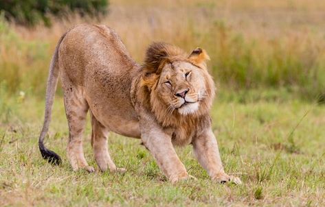 A young Lion stretches at Maasai Mara National Reserve, Kenya Lion Stretching, Lion Dragon, Maasai Mara, Masai Mara, Maasai, Big Cats, Wild Cats, Kenya, Stretching