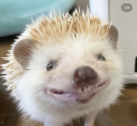 Funny Hedgehog, Hedgehog Pet, Funny Animal Photos, Cute Hedgehog, Super Cute Animals, Silly Animals, Cute Wild Animals, Funny Animal Memes, Cute Animal Photos