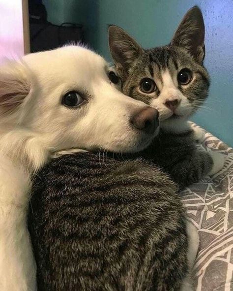 Excited Animals, Dog Cat Pictures, Puppy Dog Eyes, Animals Friendship, Funny Cats And Dogs, Baby Animals Funny, Dog Images, Dog And Cat, Cute Cats And Dogs