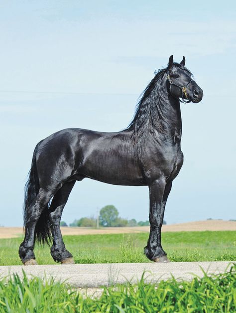 Largest Horse Breed, Friesian Stallion, Tattoo Animal, Stallion Horses, Beautiful Horse Pictures, Anime Tattoo, Andalusian Horse, Black Horses, Most Beautiful Horses