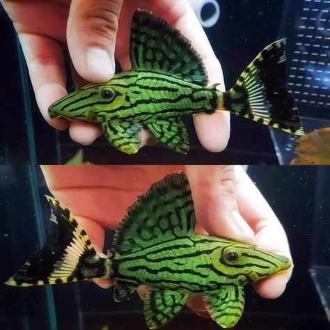 Aesthetic Fishing, Aquarium Catfish, Pleco Fish, Fish Tank Ideas, Fish Aesthetic, Beautiful Tropical Fish, Oscar Fish, Fish Tank Themes, Cool Fish Tanks