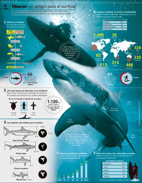 Scientific Poster Design, Academic Poster, Animal Infographic, Shark Conservation, Scientific Poster, Animals Information, Research Poster, Infographic Poster, Shark Art