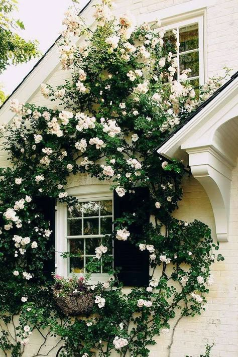 Flower Covered Home Ideas For Spring And Summer | Domino نباتات منزلية, Bohol, Cottage Gardens, Climbing Roses, Home Exteriors, Window Box, Humble Abode, Doors And Windows, Design Case