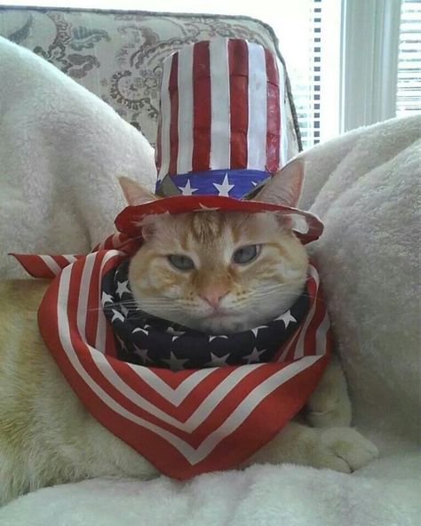 Happy 4th of July! Grandma Dresses, Patriotic Cat, Super Cute Animals, Cat Hat, Pet Holiday, Cat Costumes, Cute Cats And Kittens, Silly Cats, Cat Adoption