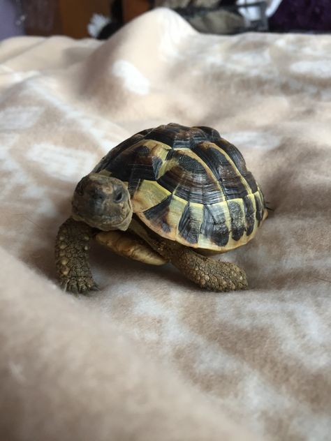 #hermannstortoise #hermann #tortoise Tortoise Aesthetic, Hermanns Tortoise, Nails Turtle, 2023 Palette, Tortoise Pictures, Tortoise Nails, Tortoise Art, Hermann Tortoise, Tortoise Shell Nails