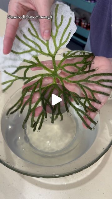 Meredith Dale trading as Meredith Woolnough on Instagram: "A big dissolving day! 💦  What is happening here?  I am washing away the backing fabric from my embroidered artwork. The backing fabric is water soluble and acts as a temporary surface for my stitched drawing. Check out my previous reel to watch me stitching one of these pieces freehand at the sewing machine.   Water soluble fabric is a common machine embroidery stabiliser that you will find at most good sewing stores. As you can see, it easily washes away in water. It’s kind of magic.   The next step will be to mount these pieces onto their final board ready for framing. Stay tuned to see it all come together. ☺️  #sculpturalembroidery #meredithwoolnough #watersolublefabric #embroideryart #textileart" Free Hand Machine Embroidery, Dissolvable Fabric, Meredith Woolnough, Soluble Fabric, Embroidered Artwork, Water Soluble Fabric, Freehand Machine Embroidery, What Is Happening, The Next Step