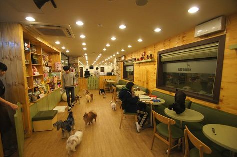 Coffee Moodboard, Pet Store Design, Pet Cafe, Seoul Korea Travel, Themed Cafes, Dog Cafe, Cafe Shop Design, Cafe House, Cafe Ideas