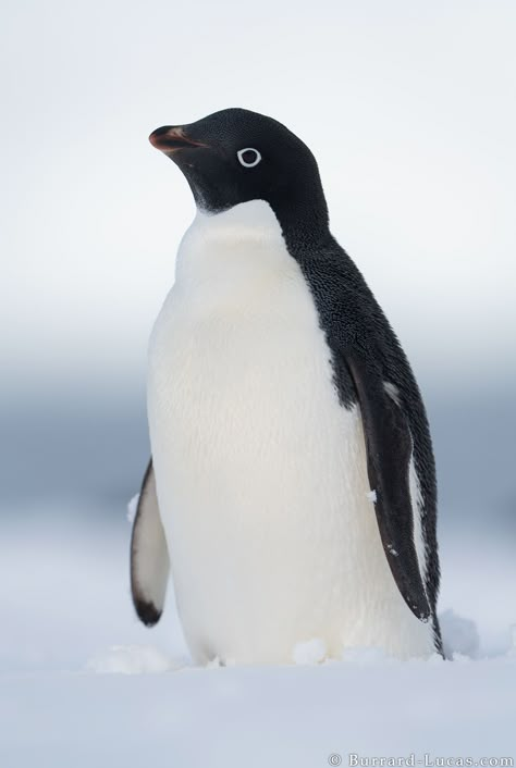 Adeline Penguin, Gay Penguins, Penguin Reference, Cute Animals Penguin, Penguin Photo, Royal Penguin, Magellanic Penguins, Penguin Hoodie, Penguin Pillow