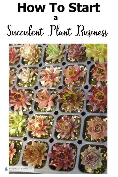 How To Start a Succulent Plant Business Succulent Business, Gardening Business, Plant Business, Business Step By Step, Veg Patch, Micro Greens, Succulent Garden Design, Farm Business, Succulent Cuttings