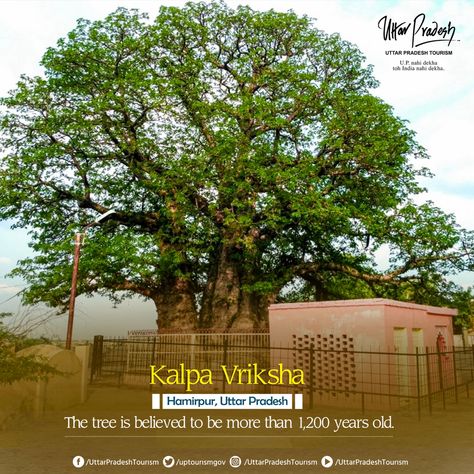 A rare and ancient '#KalpaVriksha 'tree can be found on the #Yamuna river's banks. People revere the sacred tree because they believe it has extraordinary powers and fulfills their wishes. It is stated that #LordShiva Himself bestowed his blessing on it. #Shiva #Hamirpur #UttarPradesh #Heritage #Tree #UPTourism Kalpa Vriksha Tree, Kalpavriksha Tree Wallpaper, Kalpvriksh Tree Wallpaper, Kalpavruksh Tree, Kalpavriksha Tree, Blessed Wallpaper, Dussehra Wallpapers, Dp Profile, Best Wallpaper For Mobile