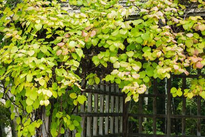 Hardy Kiwi Vine: Plant Care & Growing Guide Perennial Flowering Vines, Hardy Kiwi, Climbing Plants Trellis, Kiwi Vine, Cypress Vine, Hydrangea Petiolaris, Climbing Flowers, Growing Vines, Climbing Hydrangea