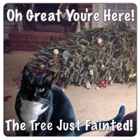 These Holiday Cat Memes Will Get You In The Christmas Spirit Christmas Cat Memes, Funny Animals With Captions, Cat Proofing, Cat Christmas Tree, Christmas Memes, Cat Quotes Funny, Cat Humor, Funny Dog Memes, Cat Holidays