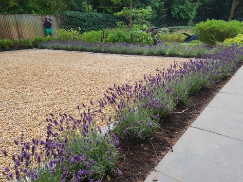 Gravel driveway edged with granite setts and lavender Plants In Gravel Border, Gravel Patio Border Ideas, Drive Way Ideas Gravel, Country Cottage Driveway, Golden Gravel Driveway, Gravel Side Driveway, Plants For Driveway Borders, English Driveways, Driveway Edge Landscaping